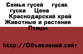 Семья гусей, 1 гусак, 3 гуски  › Цена ­ 4 000 - Краснодарский край Животные и растения » Птицы   